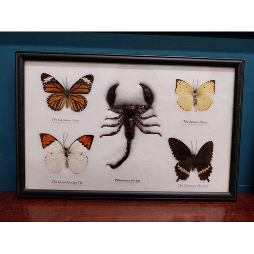 122A - Collection of Butterfly montagues. {  Largest 24cm H X 34cm W & Smallest 15cm H X 20cm W }.