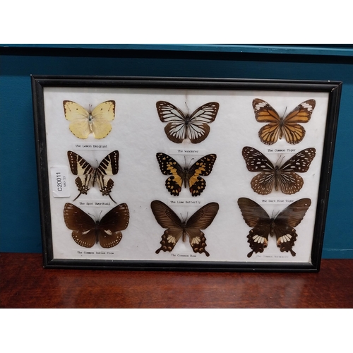 122A - Collection of Butterfly montagues. {  Largest 24cm H X 34cm W & Smallest 15cm H X 20cm W }.