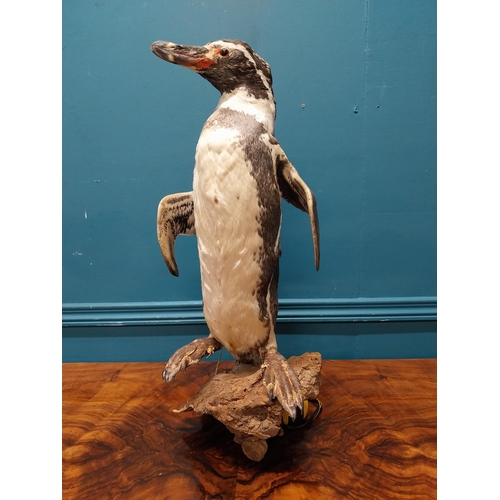 76 - 19th C. taxidermy penguin. {56 cm H x 23 cm W x 20 cm D}.