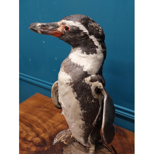 76 - 19th C. taxidermy penguin. {56 cm H x 23 cm W x 20 cm D}.