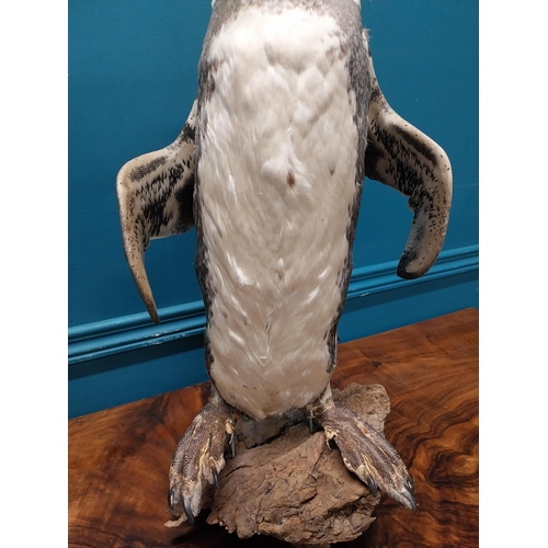 76 - 19th C. taxidermy penguin. {56 cm H x 23 cm W x 20 cm D}.