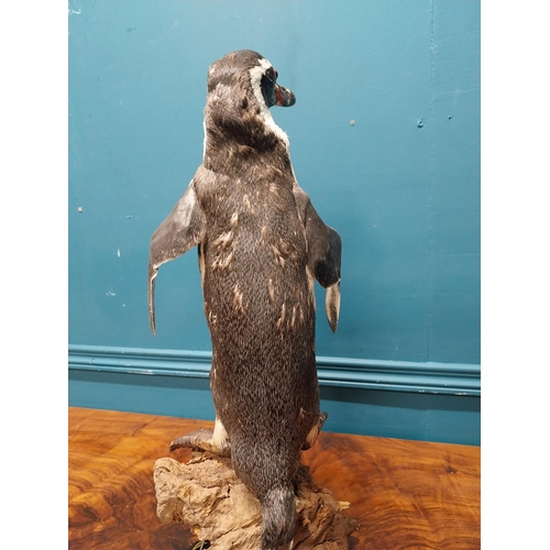 76 - 19th C. taxidermy penguin. {56 cm H x 23 cm W x 20 cm D}.