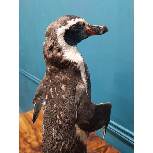 76 - 19th C. taxidermy penguin. {56 cm H x 23 cm W x 20 cm D}.