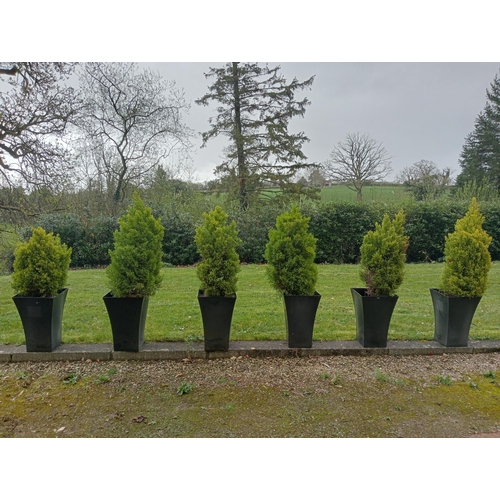 195 - Six fir trees {H 120cm to H 160cm }.