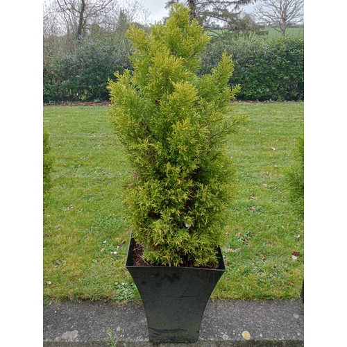 195 - Six fir trees {H 120cm to H 160cm }.