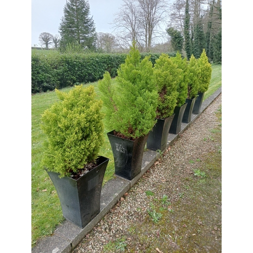 195 - Six fir trees {H 120cm to H 160cm }.