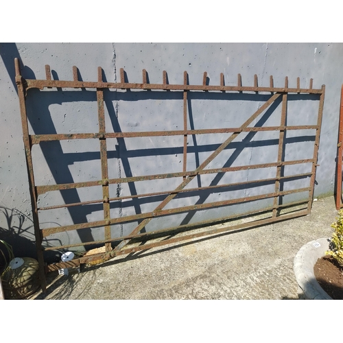 570 - 19th C. Irish hand forged wrought iron gate {150 cm H x 249 cm W }.