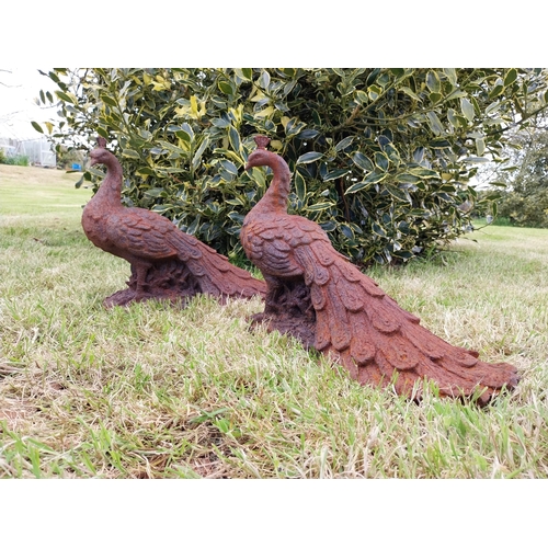 580 - Pair of cast iron statuette of Peacocks {34 cm H x 21 cm W x 42 cm D}.