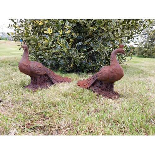 580 - Pair of cast iron statuette of Peacocks {34 cm H x 21 cm W x 42 cm D}.