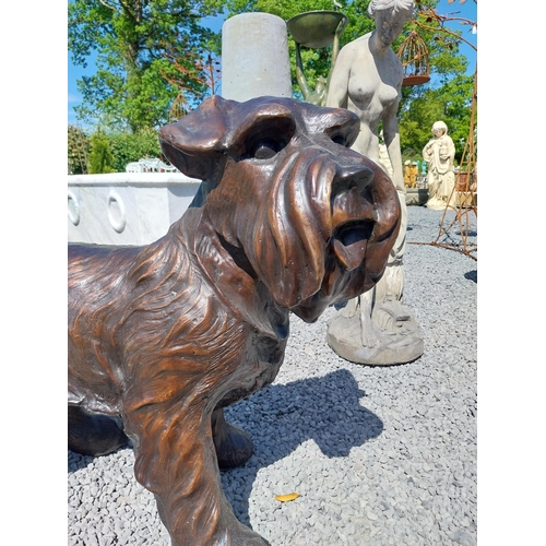 645 - Exceptional quality bronze sculpture of a Schnauzer {70 cm H x 86 cm W x 40 cm D}.