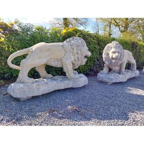 69 - Pair of exceptional quality moulded sandstone majestic Lions {132 cm H x 210 cm W x 80 cm D}.