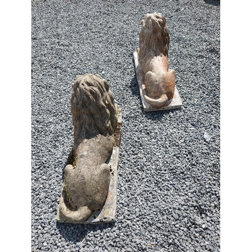 836 - Pair of re-constituted stone statues of recumbent Lions {50 cm H x 87 cm W x 31 cm D}.