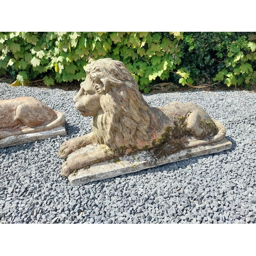 836 - Pair of re-constituted stone statues of recumbent Lions {50 cm H x 87 cm W x 31 cm D}.