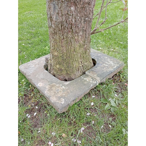 839 - Sandstone tree surround {H 6cm x W 60cm  x 58 }. (NOT AVAILABLE TO VIEW IN PERSON)