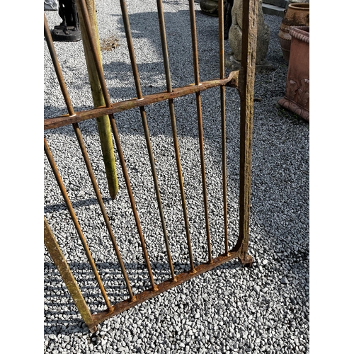 86 - Wrought iron garden gate {182cm H x 68cm W}