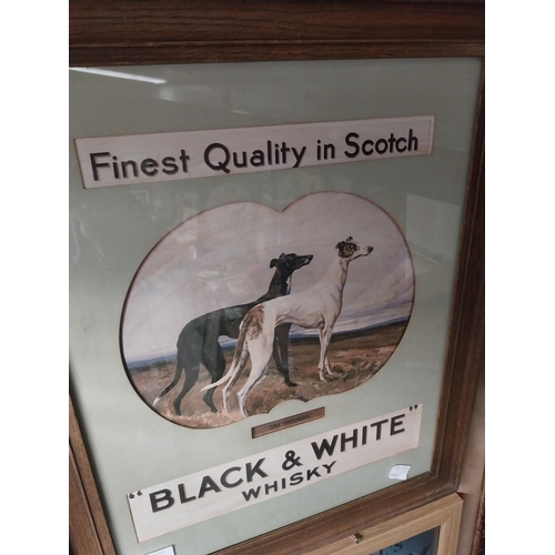 1287 - Black and White Scotch Whiskey framed advertising print. {59 cm H x 50 cm W}.