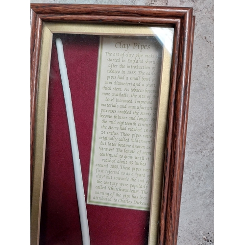 229 - Framed clay pipe montage in wooden and glazed case. {53 cm H x 19 cm W x 4 cm D}.