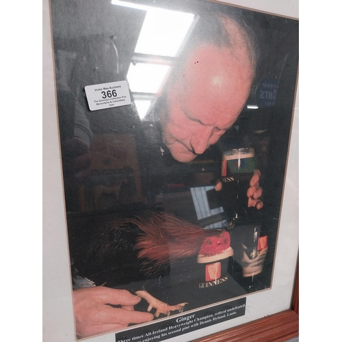 366 - Framed Guinness print of Ginger undefeated Heavyweight  World Champion. {58 cm H x 48 cm W}.