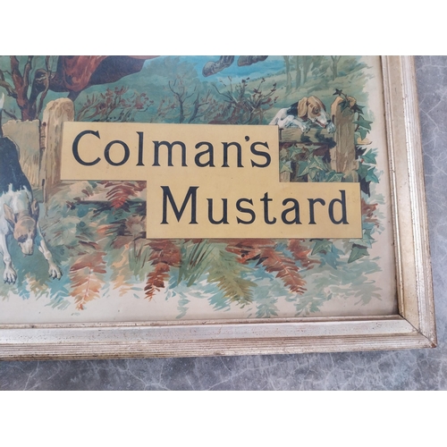 715 - Framed Colman's Mustard original showcard. {68 cm H x 54 cm W}.