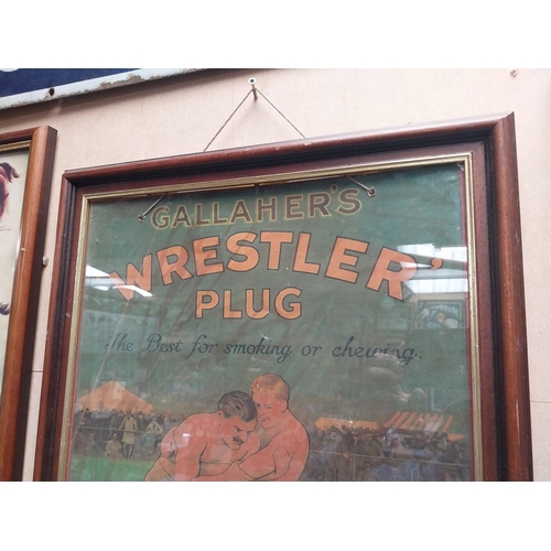 845 - Gallaher's Wrestler Plug framed advertising print. {57 cm H x 41 cm W}.