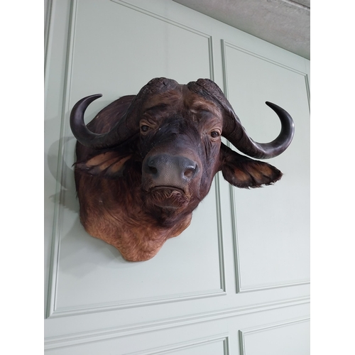 104 - Excellent quality male Water Buffalo taxidermy head and shoulder {94 cm H x 75 cm W x 95 cm D}.