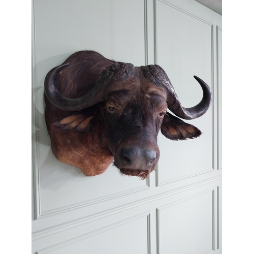 104 - Excellent quality male Water Buffalo taxidermy head and shoulder {94 cm H x 75 cm W x 95 cm D}.