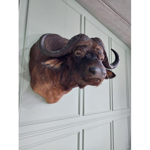 104 - Excellent quality male Water Buffalo taxidermy head and shoulder {94 cm H x 75 cm W x 95 cm D}.