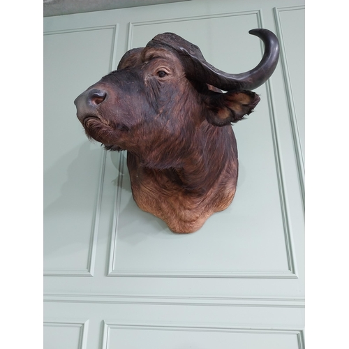 104 - Excellent quality male Water Buffalo taxidermy head and shoulder {94 cm H x 75 cm W x 95 cm D}.