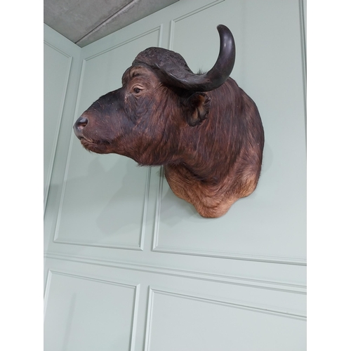 104 - Excellent quality male Water Buffalo taxidermy head and shoulder {94 cm H x 75 cm W x 95 cm D}.