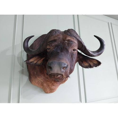 104 - Excellent quality male Water Buffalo taxidermy head and shoulder {94 cm H x 75 cm W x 95 cm D}.