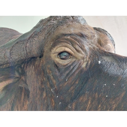 104 - Excellent quality male Water Buffalo taxidermy head and shoulder {94 cm H x 75 cm W x 95 cm D}.