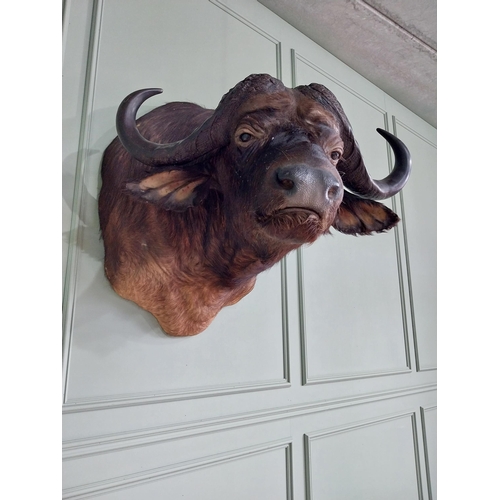 104 - Excellent quality male Water Buffalo taxidermy head and shoulder {94 cm H x 75 cm W x 95 cm D}.