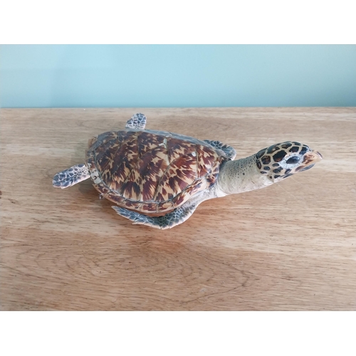 39 - Rare 19th C. taxidermy turtle {12 cm H x 23 cm W x 35 cm D}.