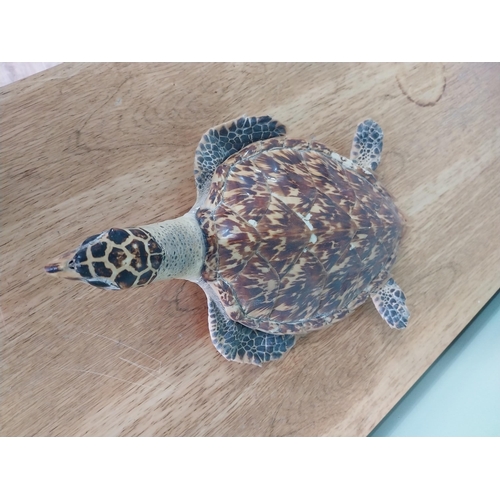 39 - Rare 19th C. taxidermy turtle {12 cm H x 23 cm W x 35 cm D}.