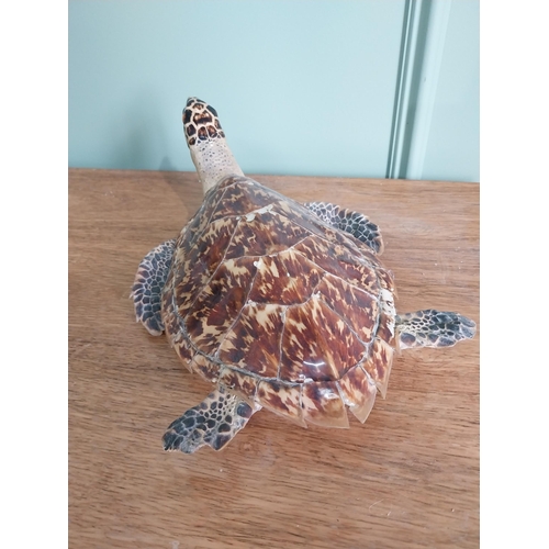 39 - Rare 19th C. taxidermy turtle {12 cm H x 23 cm W x 35 cm D}.