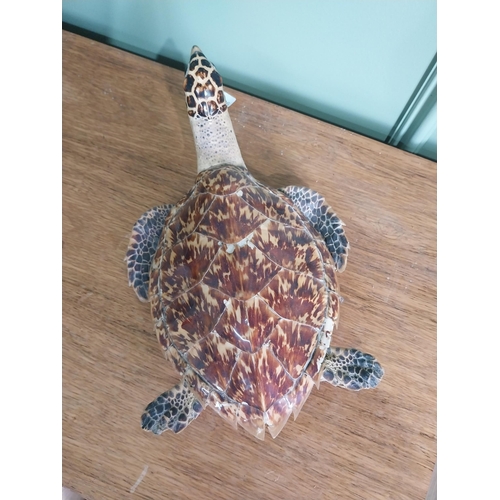 39 - Rare 19th C. taxidermy turtle {12 cm H x 23 cm W x 35 cm D}.