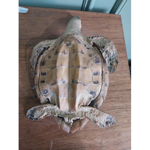 39 - Rare 19th C. taxidermy turtle {12 cm H x 23 cm W x 35 cm D}.