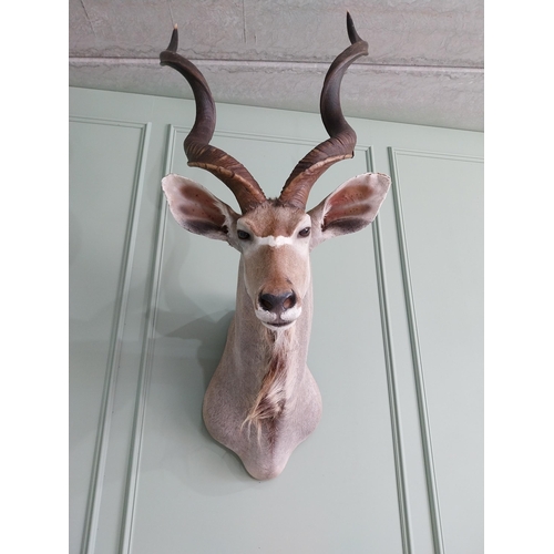 554 - Good quality African Kudu Antelope taxidermy head and shoulder {140 cm H x 70 cm W x 90 cm D}.