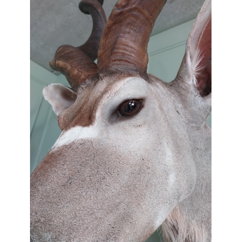 554 - Good quality African Kudu Antelope taxidermy head and shoulder {140 cm H x 70 cm W x 90 cm D}.