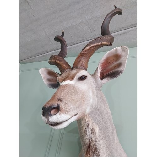 554 - Good quality African Kudu Antelope taxidermy head and shoulder {140 cm H x 70 cm W x 90 cm D}.