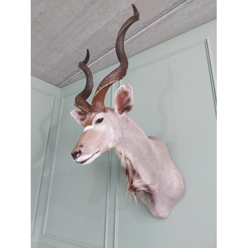 554 - Good quality African Kudu Antelope taxidermy head and shoulder {140 cm H x 70 cm W x 90 cm D}.