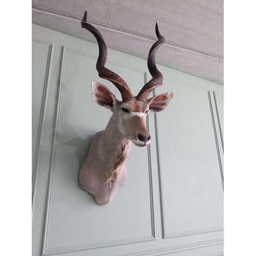 554 - Good quality African Kudu Antelope taxidermy head and shoulder {140 cm H x 70 cm W x 90 cm D}.