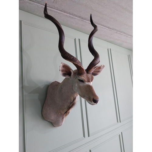 554 - Good quality African Kudu Antelope taxidermy head and shoulder {140 cm H x 70 cm W x 90 cm D}.