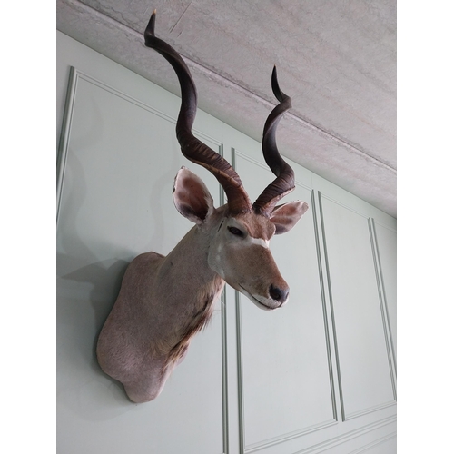 554 - Good quality African Kudu Antelope taxidermy head and shoulder {140 cm H x 70 cm W x 90 cm D}.