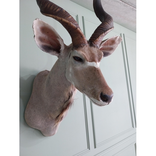 554 - Good quality African Kudu Antelope taxidermy head and shoulder {140 cm H x 70 cm W x 90 cm D}.