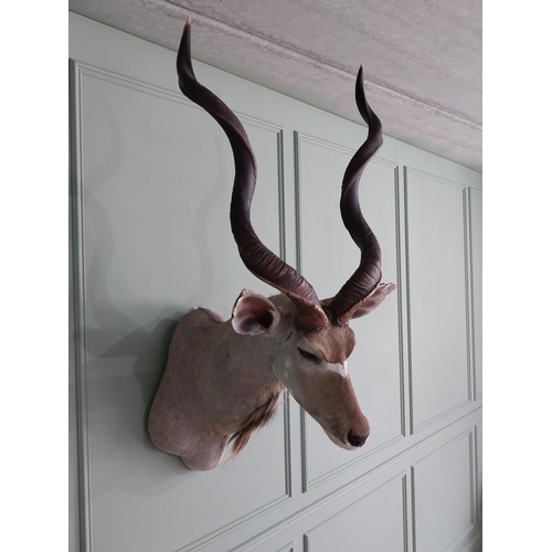 554 - Good quality African Kudu Antelope taxidermy head and shoulder {140 cm H x 70 cm W x 90 cm D}.