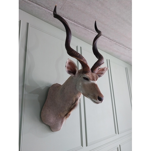 554 - Good quality African Kudu Antelope taxidermy head and shoulder {140 cm H x 70 cm W x 90 cm D}.