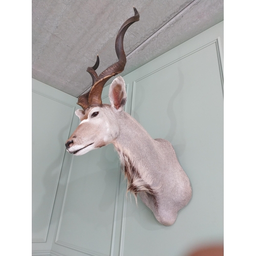 554 - Good quality African Kudu Antelope taxidermy head and shoulder {140 cm H x 70 cm W x 90 cm D}.