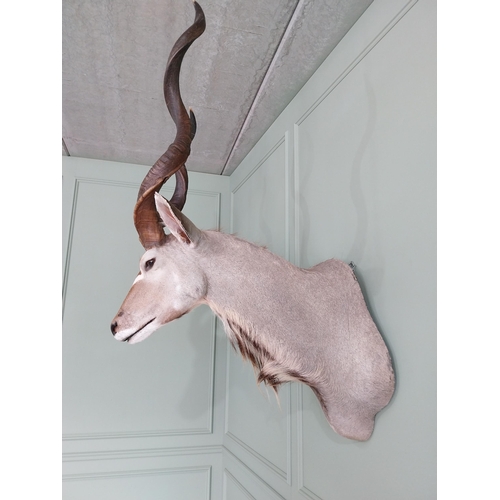 554 - Good quality African Kudu Antelope taxidermy head and shoulder {140 cm H x 70 cm W x 90 cm D}.