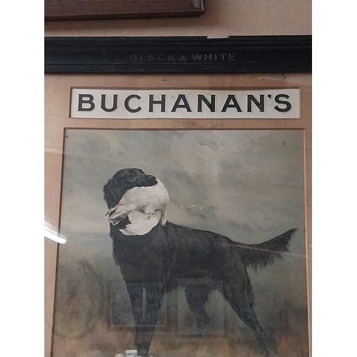 1309 - Buchanan's Black and White Scotch Whiskey showcard in original frame. {52 cm H x 44 cm W}.